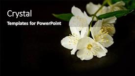  Presentation with jasmine flower - Slide set featuring jasmine-branch-on-a-black background and a black colored foreground