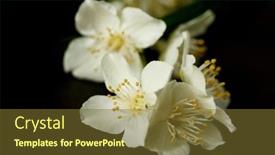  Presentation with jasmine flower - Amazing slide set having jasmine-branch-on-a-black backdrop and a tawny brown colored foreground