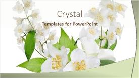  Presentation with jasmine - PPT theme with jasmine-design-with-flowers-isolated background and a cream colored foreground