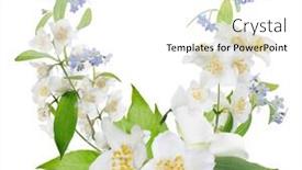  Presentation with jasmine - Audience pleasing PPT theme consisting of jasmine-design-with-flowers-isolated backdrop and a white colored foreground