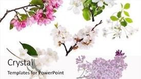  Presentation with olive tree branch ripe - Cool new slides with jasmine flower - set of blossoming tree branches backdrop and a white colored foreground