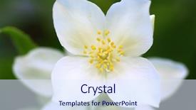  Presentation with jasmine flower - Presentation with jasmine flower close up background and a sky blue colored foreground
