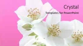  Presentation with jasmine flower - PPT theme featuring jasmine flower on pink background background and a lavender colored foreground