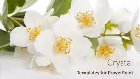  Presentation with jasmine flower - PPT layouts enhanced with jasmine-flower-on-white-background background and a soft green colored foreground