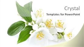 Presentation with jasmine - Slides featuring jasmine-flowers-in-closeup background and a white colored foreground