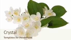  Presentation with jasmine flower - Beautiful presentation featuring jasmine flowers isolated in white backdrop and a soft green colored foreground