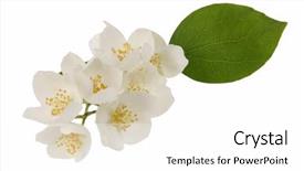  Presentation with jasmine flower - Presentation theme with jasmine flowers isolated in white background and a white colored foreground