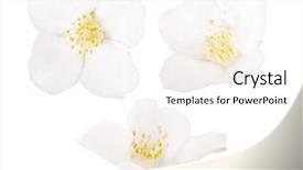 Presentation with jasmine flower - Audience pleasing theme consisting of jasmine flowers isolated on white backdrop and a white colored foreground