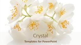  Presentation with jasmine - Presentation theme with jasmine flowers isolated on white background cutout background and a lemonade colored foreground