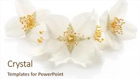  Presentation with jasmine flower - Audience pleasing presentation theme consisting of jasmine flowers isolated on white backdrop and a sky blue colored foreground