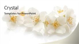  Presentation with jasmine - Colorful theme enhanced with jasmine flowers isolated on white backdrop and a white colored foreground
