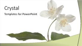  Presentation with jasmine flower - Beautiful PPT theme featuring jasmine flowers isolated on white backdrop and a white colored foreground