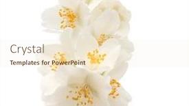  Presentation with jasmine - Slide deck enhanced with jasmine flowers isolated over white background cutout background and a lemonade colored foreground