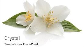  Presentation with jasmine - Presentation theme enhanced with jasmine flowers isolated over white background and a white colored foreground
