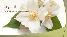  Presentation with jasmine - Beautiful presentation theme featuring jasmine-flowers-isolated-over-white backdrop and a lemonade colored foreground