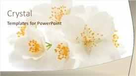  Presentation with jasmine - Presentation consisting of jasmine-flowers-isolated-over-white background and a cream colored foreground