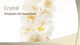  Presentation with jasmine - Presentation design consisting of jasmine-flowers-isolated-over-white background and a  colored foreground