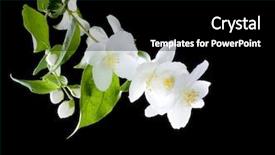  Presentation with jasmine flower - Theme with jasmine flowers over black background and a black colored foreground