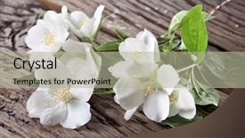  Presentation with jasmine - PPT theme consisting of jasmine flowers with leaves over old wooden table background and a mint green colored foreground