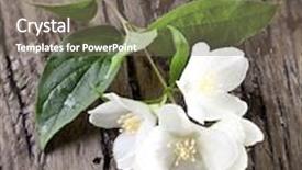  Presentation with jasmine - Presentation theme with jasmine flowers with leaves over old wooden table background and a gray colored foreground