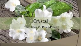  Presentation with jasmine - Amazing presentation design having jasmine flowers with leaves over old wooden table backdrop and a mint green colored foreground