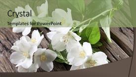  Presentation with jasmine - Presentation theme enhanced with jasmine flowers with leaves over old wooden table background and a seafoam green colored foreground