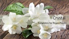  Presentation with jasmine - PPT theme with jasmine flowers with leaves over old wooden table background and a soft green colored foreground