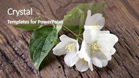  Presentation with jasmine - PPT layouts with jasmine flowers with leaves over old wooden table background and a violet colored foreground