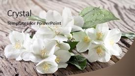  Presentation with jasmine - Slide deck with jasmine flowers with leaves over old wooden table background and a soft green colored foreground