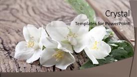  Presentation with jasmine - Amazing presentation theme having jasmine flowers with leaves over old wooden table backdrop and a light gray colored foreground