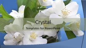  Presentation with jasmine - Audience pleasing slide deck consisting of jasmine flowers with leaves backdrop and a seafoam green colored foreground