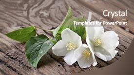  Presentation with jasmine flower - Theme consisting of jasmine flowers with leaves background and a gray colored foreground