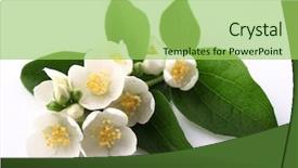  Presentation with jasmine flower - Cool new presentation theme with jasmine flowers backdrop and a yellow colored foreground