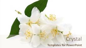  Presentation with jasmine - Slide set enhanced with jasmine flowers background and a soft green colored foreground