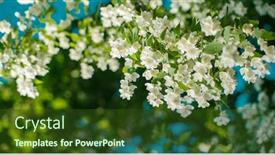  Presentation with jasmine spring flowers - Cool new slide deck with jasmine-spring-flowers-summer-bloom backdrop and a tawny brown colored foreground