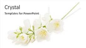  Presentation with jasmine flower - Beautiful slides featuring jasmine twig isolated on white backdrop and a white colored foreground