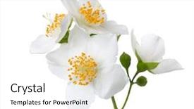 Presentation with jasmine flower - Cool new PPT theme with jasmine's philadelphus flowers isolated backdrop and a white colored foreground