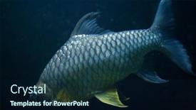  Presentation with silver - Cool new presentation theme with java-barb-barbonymus-gonionotus backdrop and a navy blue colored foreground