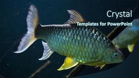  Presentation with silver - Audience pleasing PPT layouts consisting of java-barb-barbonymus-gonionotus backdrop and a navy blue colored foreground