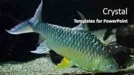  Presentation with silver - Beautiful presentation theme featuring java-barb-barbonymus-gonionotus backdrop and a black colored foreground