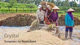  Presentation with rice fields - 