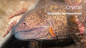  Presentation with shrimp - Slide deck featuring java-moray-eel-having-parasites background and a coral colored foreground