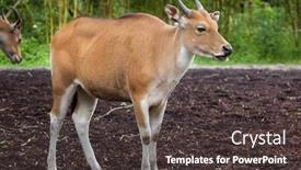  Presentation with keel billed toucan also known - Colorful theme enhanced with javan-banteng-bos-javanicus backdrop and a dark gray colored foreground