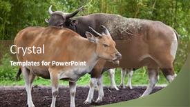  Presentation with keel billed toucan also known - Amazing presentation theme having javan-banteng-bos-javanicus backdrop and a tawny brown colored foreground