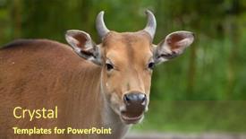  Presentation with keel billed toucan also known - Colorful PPT theme enhanced with javan-banteng-bos-javanicus backdrop and a tawny brown colored foreground
