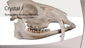  Presentation with skull - Cool new slides with jaw bone - skull of a siberian musk backdrop and a mint green colored foreground