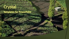  Presentation with agriculture crops - PPT theme consisting of jawa - vegetable crops on the hilly background and a tawny brown colored foreground