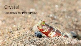  Presentation with rock - Presentation theme featuring jawfish-removes-a-rock background and a coral colored foreground