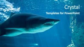  Presentation with shark - Slide set enhanced with jaws dangerous and huge shark background and a teal colored foreground