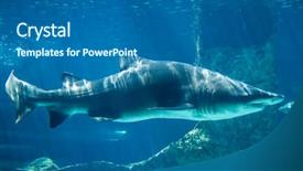  Presentation with shark - Beautiful slide set featuring jaws dangerous and huge shark backdrop and a ocean colored foreground